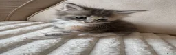 Ragcoon cats for sale: 8 gorgeous Mainecoon x ragdoll babies  - Advert 30