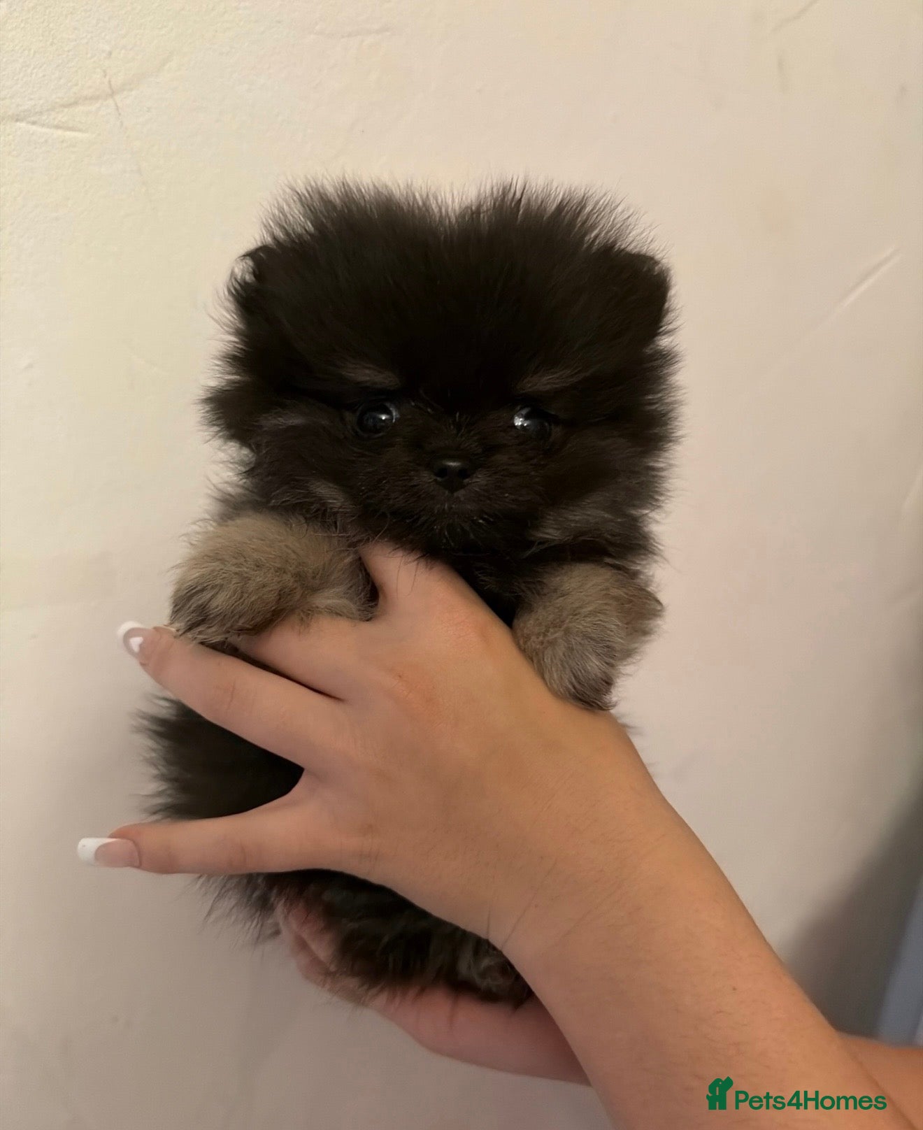 Pomeranian dogs Pomeranian puppys  - Advert 9