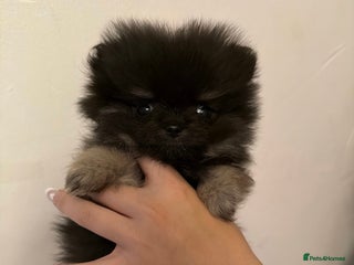 Pomeranian dogs Pomeranian puppys - Advert 9