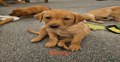 Labrador Retriever dogs - Advert 2