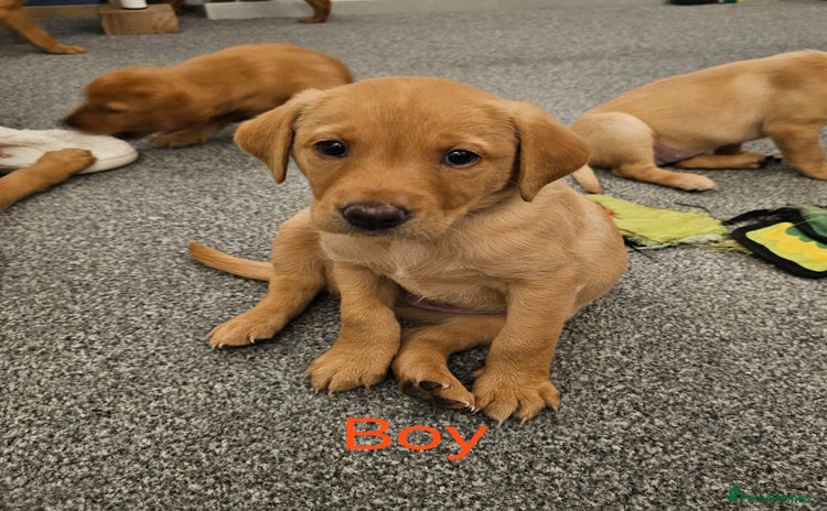 Labrador Retriever dogs - Advert 13