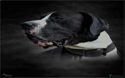 Great Dane dogs for stud: OPEN FOR STUD Stunning Apollo in Bathgate - Image 2