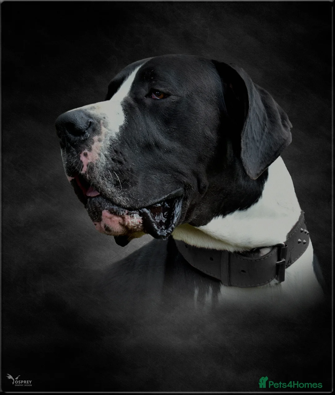 Great Dane dogs for stud: OPEN FOR STUD Stunning Apollo in Bathgate - Advert 2