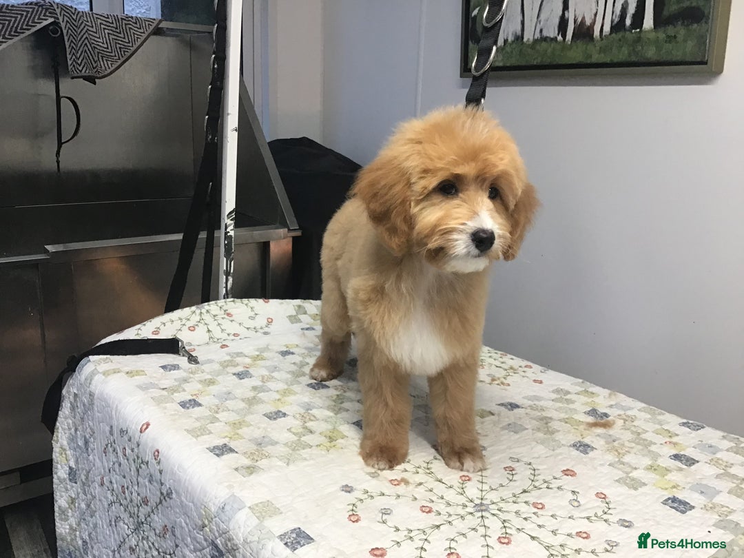 Bernedoodle dogs for sale: Rare Toy bernedoodles  - Advert 2