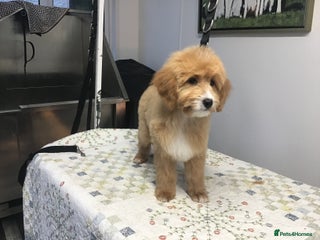 Bernedoodle dogs Rare Toy bernedoodles - Advert 3