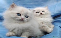 Siberian cats for sale: GCCF Registered Siberian kittens for sale  - Image 17