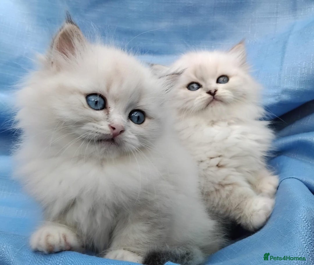 Siberian cats for sale: GCCF Registered Siberian kittens for sale  - Image 17