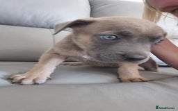 Mixed Breed dogs for sale: German shepard cross - Image 11