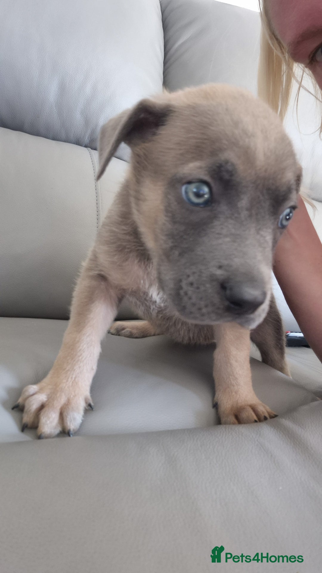 Mixed Breed dogs for sale: German shepard cross - Image 11