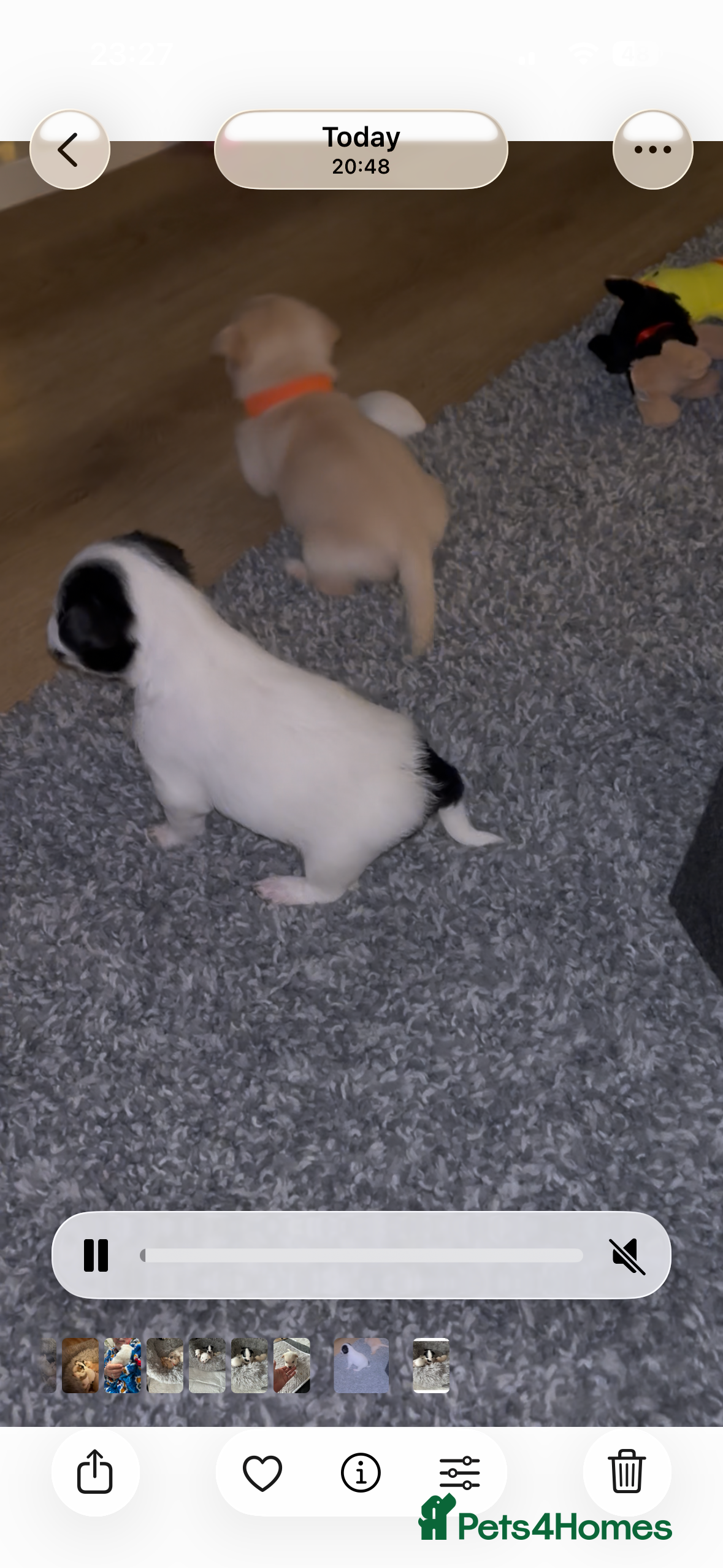 Mixed Breed dogs Maltijack only one girl left  - Advert 9