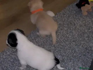 Mixed Breed dogs Maltijack only one girl left - Advert 9