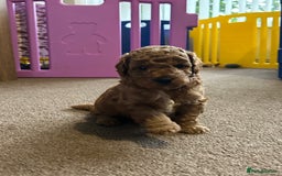 Cockapoo dogs for sale: 4 f2 cockapoos 2 males 1 female  - Image 16