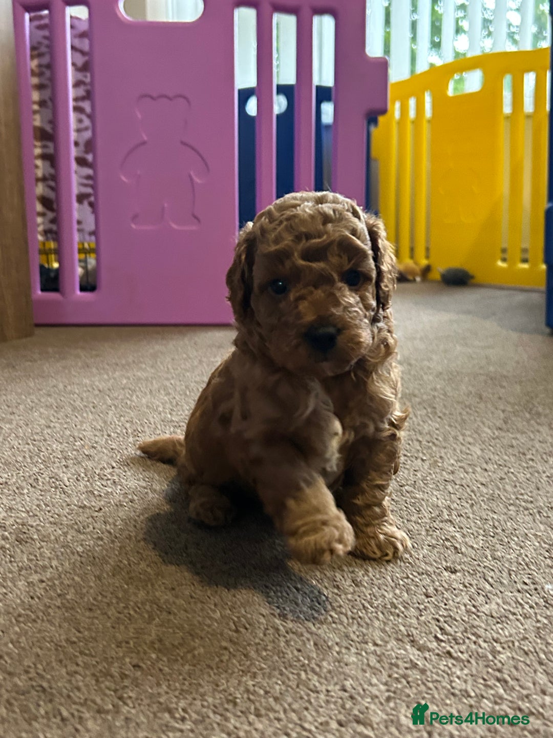 Cockapoo dogs for sale: 4 f2 cockapoos 2 males 1 female  - Image 16