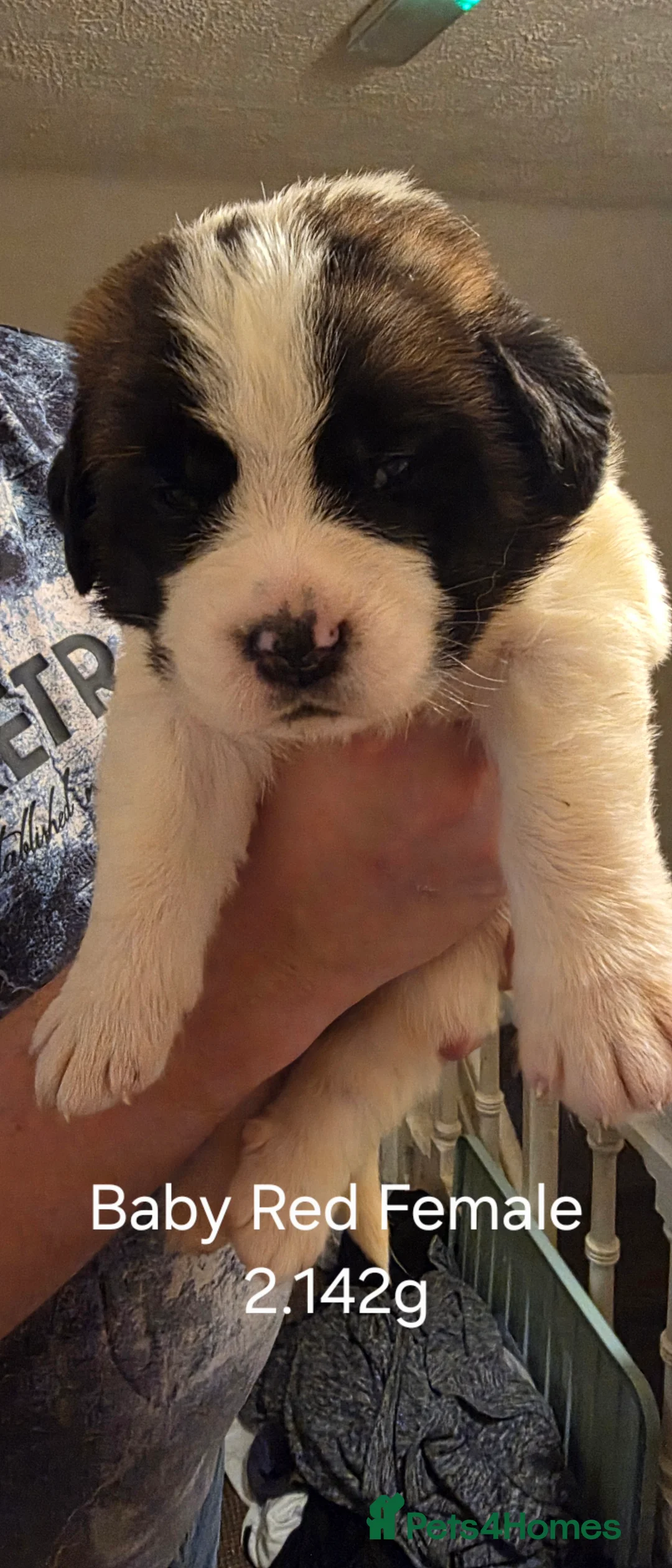 Saint Bernard dogs for sale: ^ Beautiful Saint Bernard Puppies - Advert 2