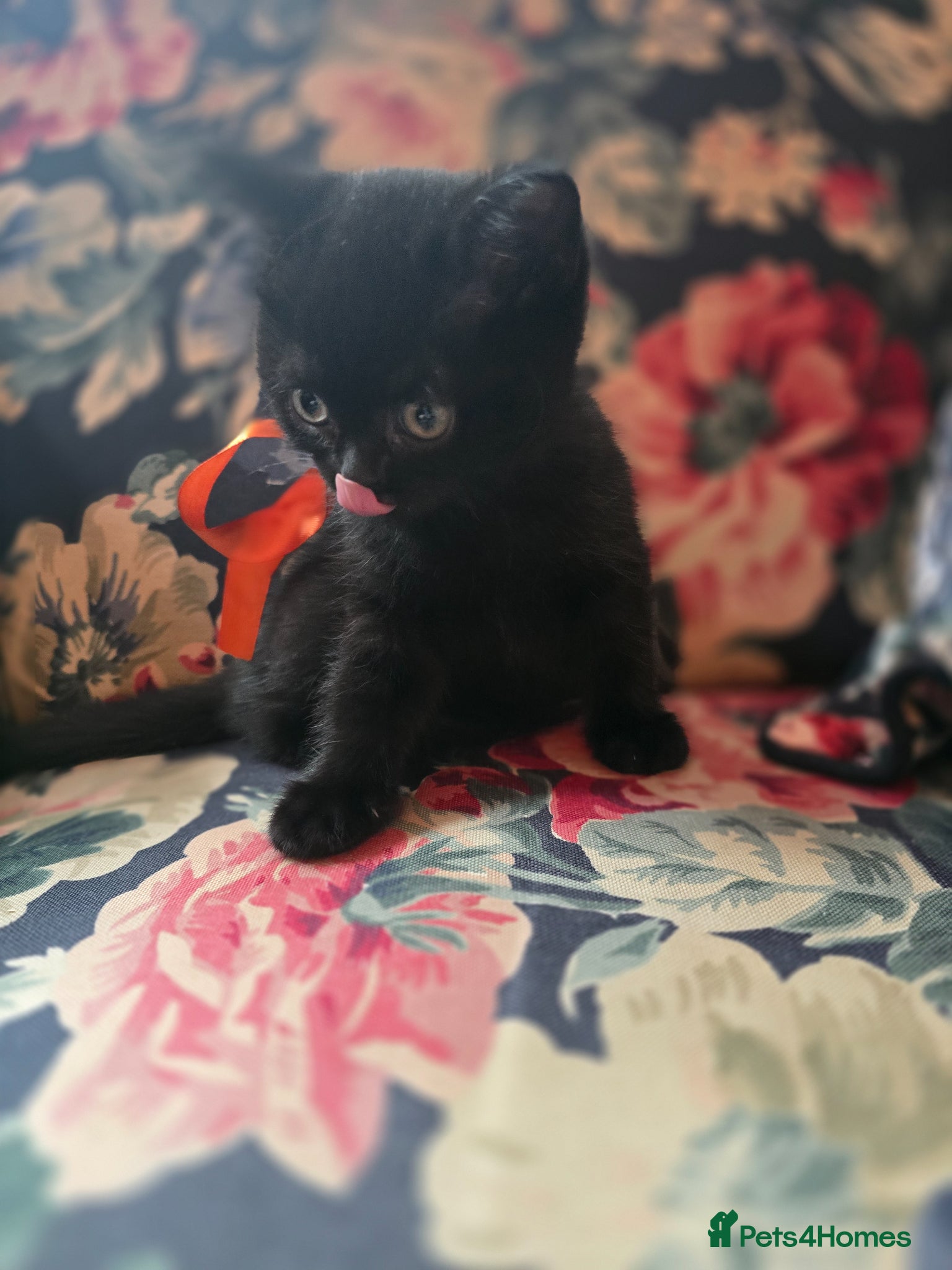 British Shorthair cats Beautiful kittens looking forever home 🏡 😍  - Advert 13