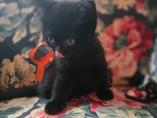 British Shorthair cats Beautiful kittens looking forever home 🏡 😍 - Advert 15