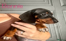 Miniature Dachshund dogs for sale: READY NOW MINI DACHSUND PUPS !!! - Image 5