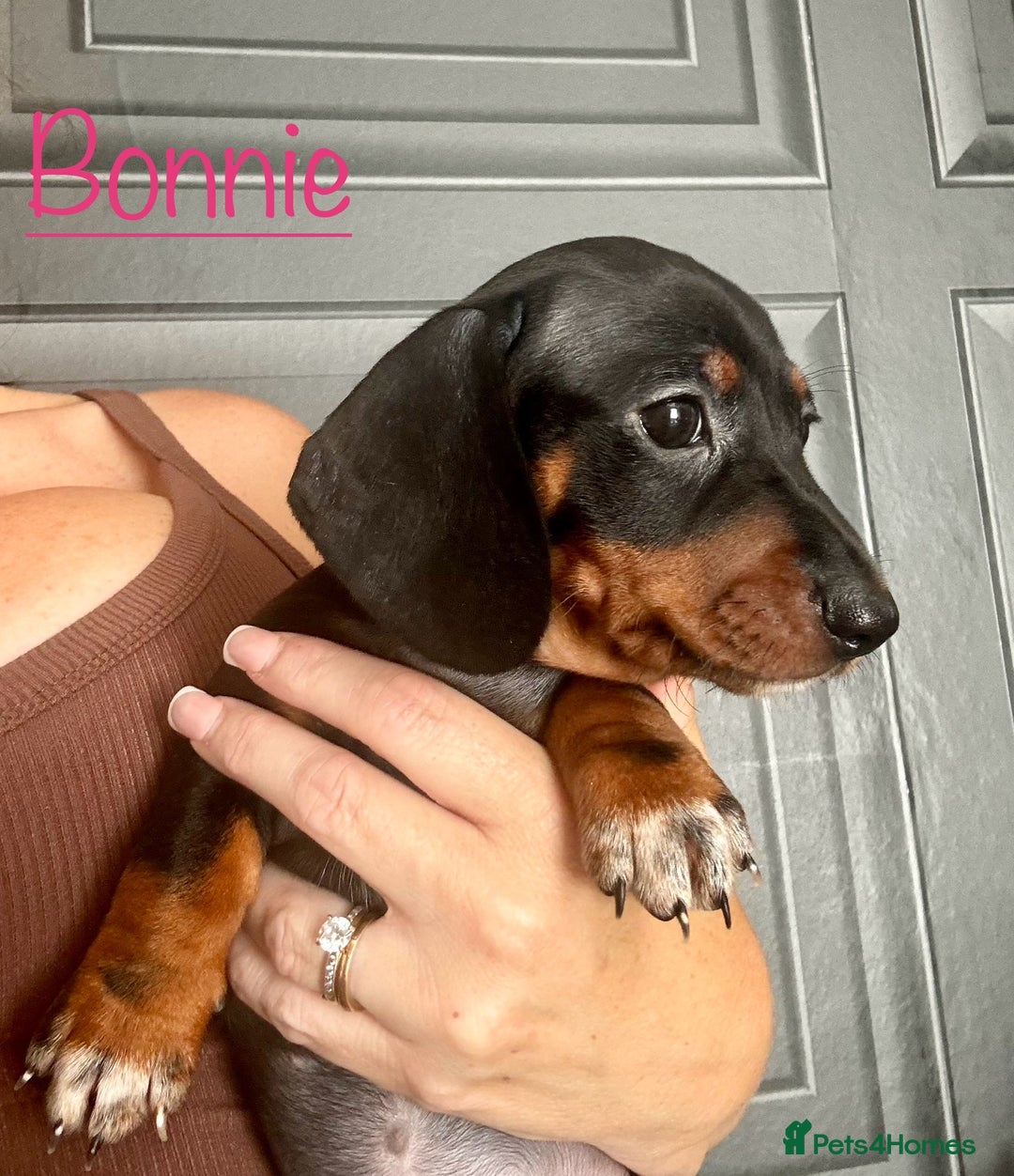 Miniature Dachshund dogs for sale: READY NOW MINI DACHSUND PUPS !!! - Image 5