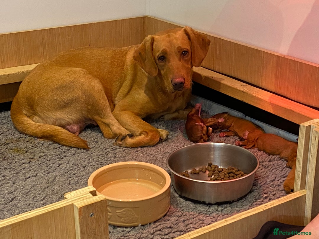 Labrador Retriever dogs for sale: Outstanding dark fox red Lab pups from FTCH lines - Image 7