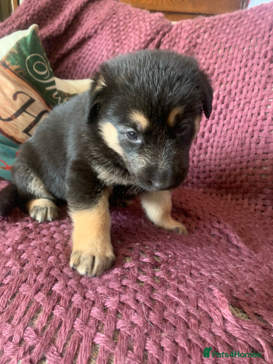 Mixed Breed dogs for sale: Labrador x German Shepard puppies - Image 17