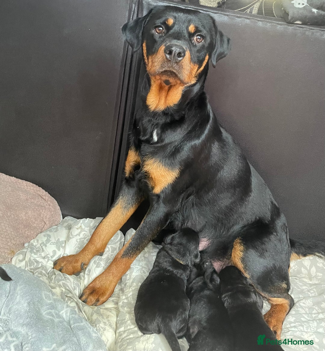 Mixed Breed dogs for sale: YOUR NEW BEST FRIEND IS WAITING!  - Image 27