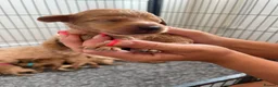 Cockapoo dogs for sale: Beautiful Cockapoo Puppies in Bristol - Advert 24