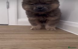 Chow Chow dogs for sale:  2 left chows  price reduced papers to hand   in Enfield - Image 7