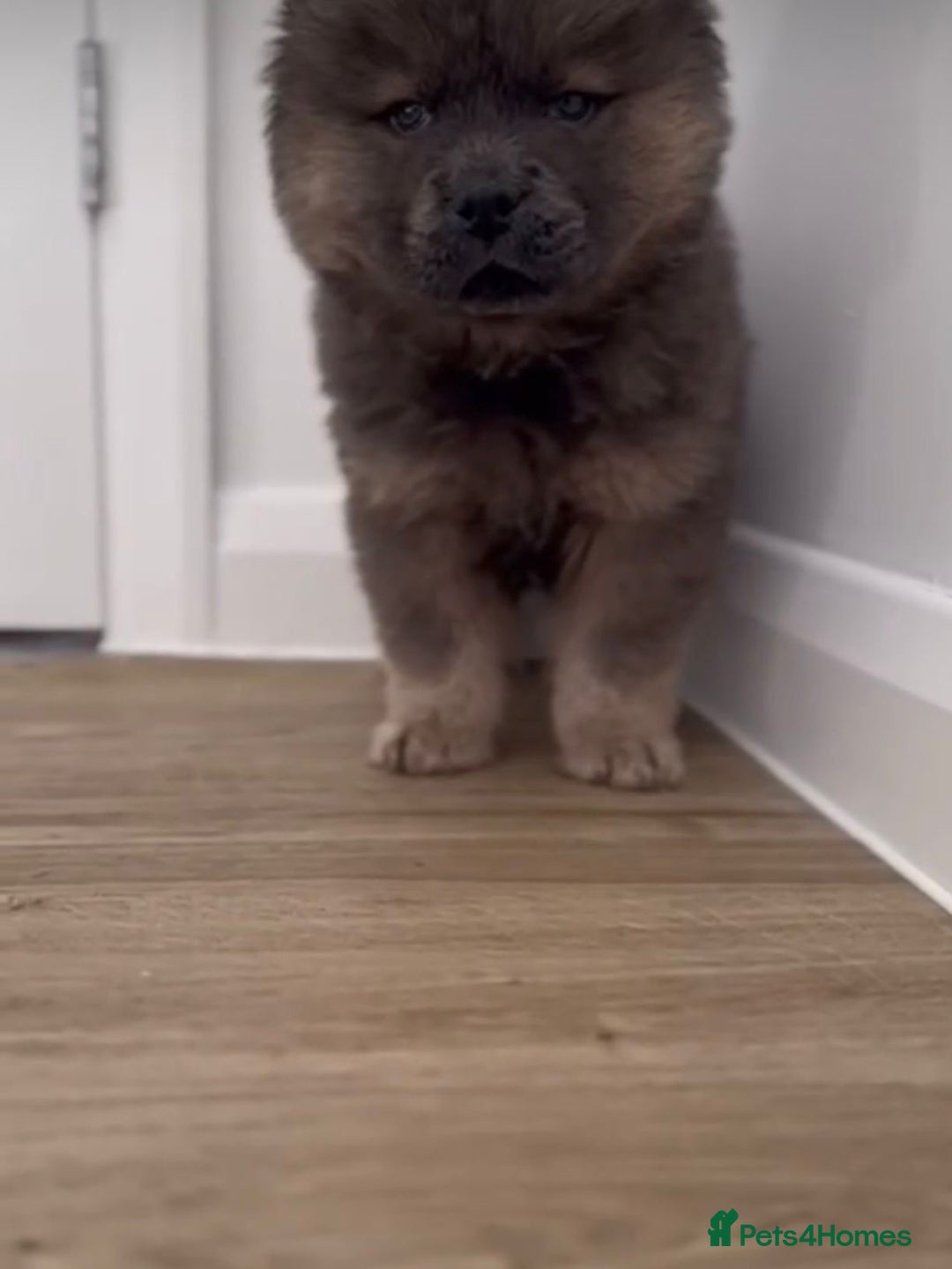 Chow Chow dogs for sale:  2 left chows  price reduced papers to hand   in Enfield - Image 7