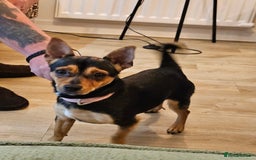 Mixed Breed dogs for sale: Norfolk Terrier/Chihauhau - Image 1
