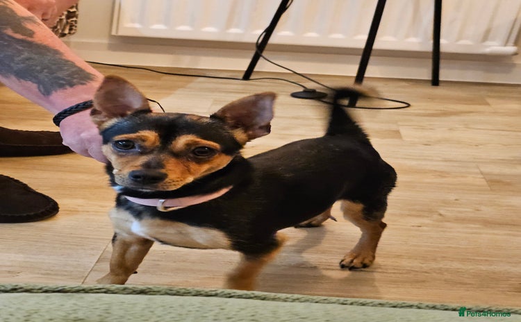 Mixed Breed dogs - Advert 6