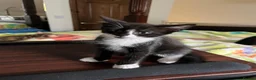 Mixed Breed cats for sale: 5 lovely kittens 🐾 - Advert 36