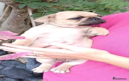 Frug dogs for sale: Frugg - Image 2