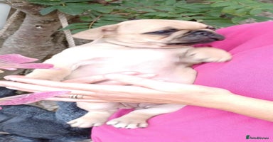 Frug dogs - Advert 4