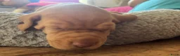 Hungarian Vizsla dogs for sale: Crufts Best in Show & Elite working Bloodlines - Advert 14
