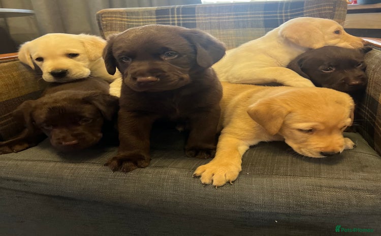 Labrador Retriever dogs - Advert 2