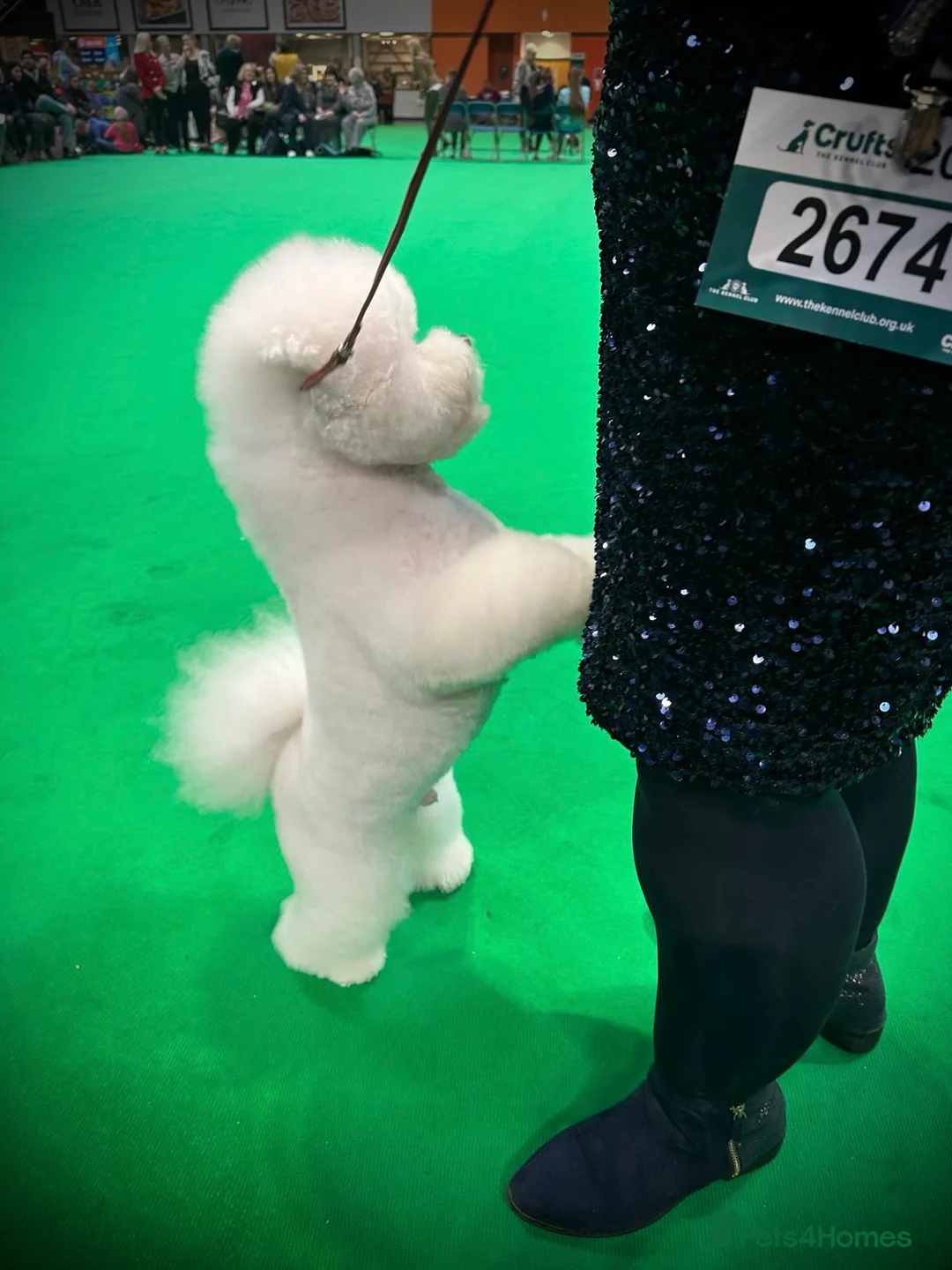 Bichon Frise dogs for stud: KC MULTI CHAMPION BICHON FRISE STUD DOG in Northampton - Advert 9