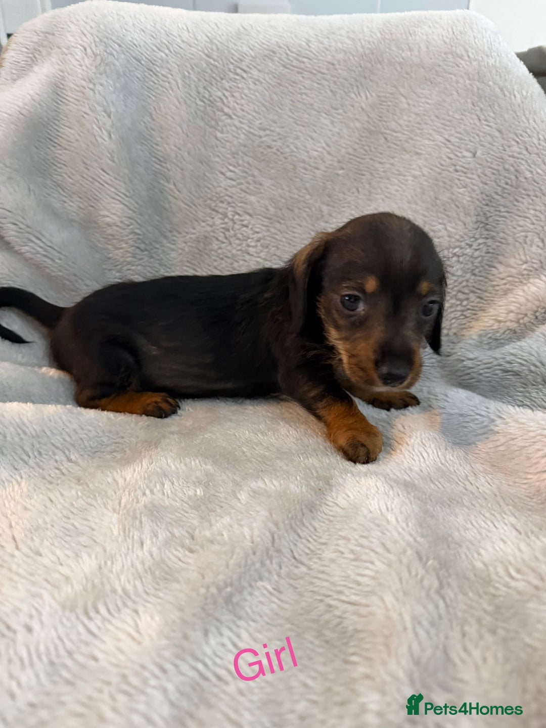 Dachshund dogs for sale: Long haired dachshund  - Advert 5