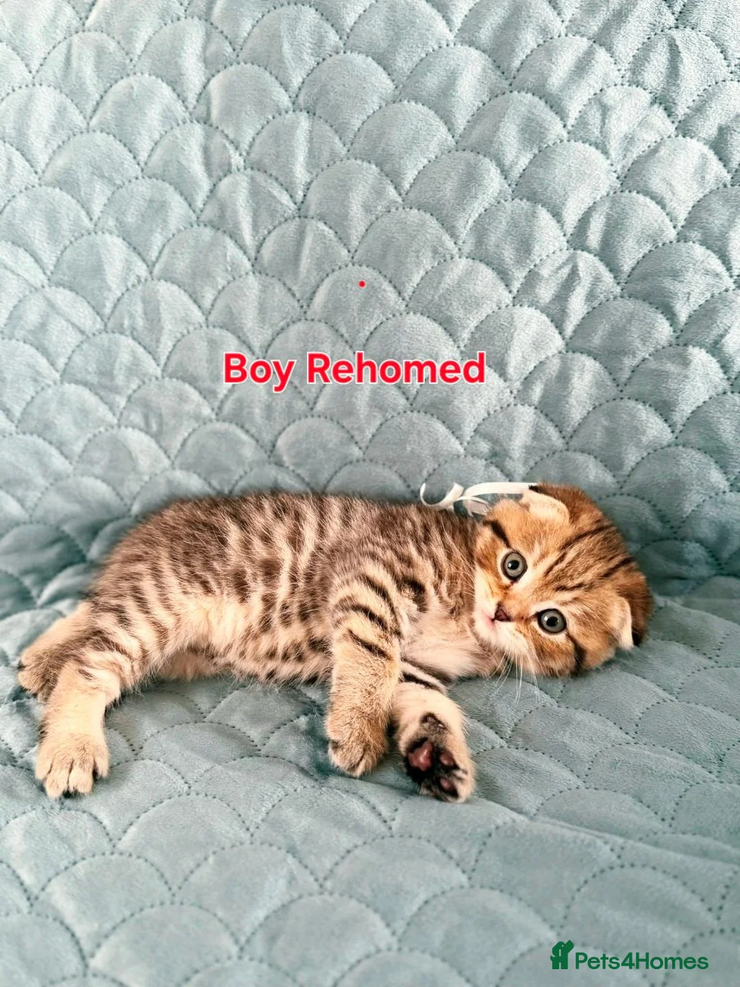 Scottish Fold cats for sale: 1 Boy, most sweet ever  ❤️  - Advert 11