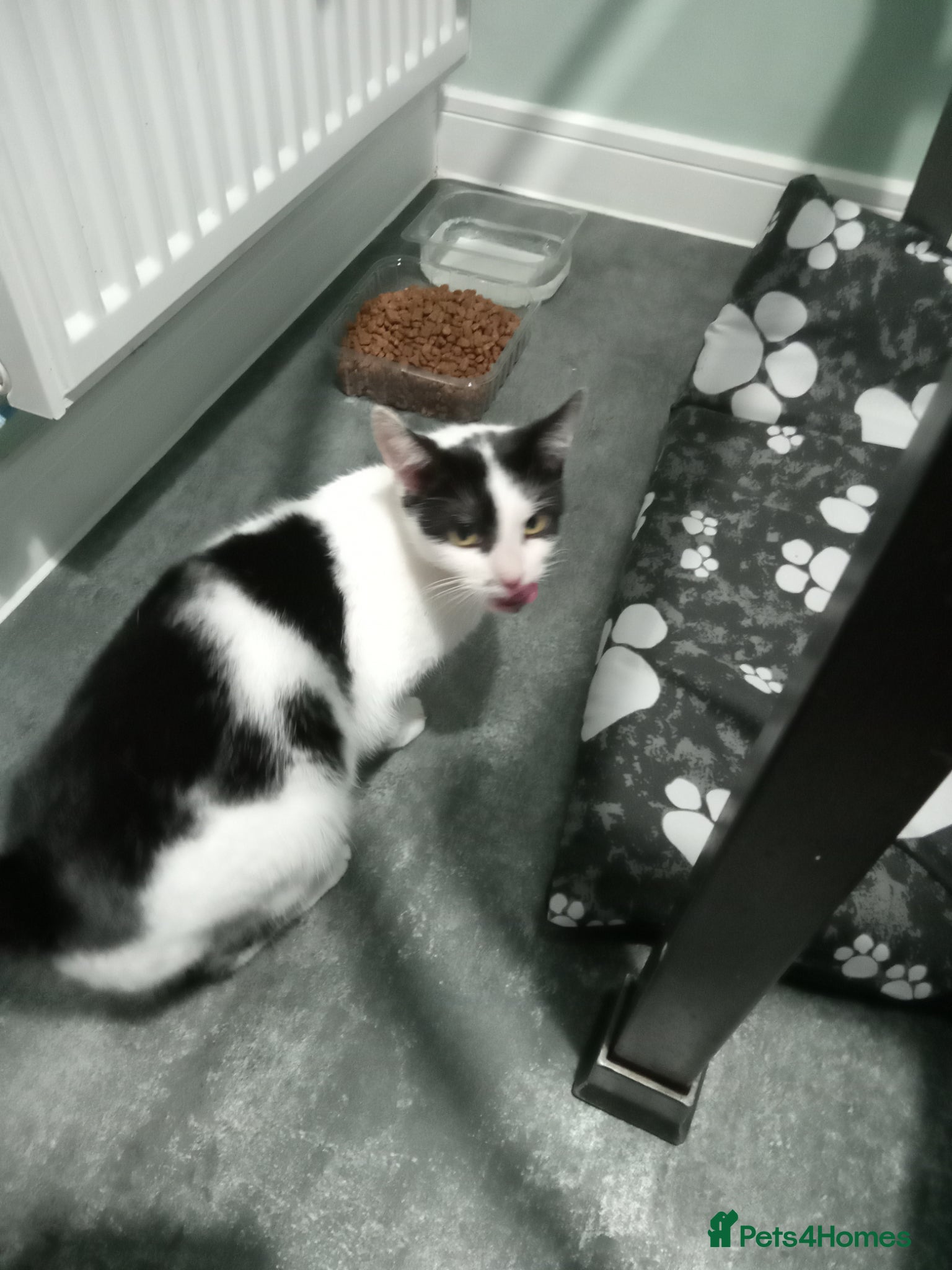 Mixed Breed cats 3 beautiful kittens looking for forever homes - Advert 1