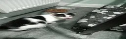 Mixed Breed cats for sale: 3 beautiful kittens looking for forever homes - Advert 1