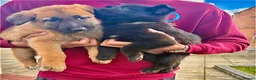 Belgian Shepherd Dog dogs for sale: Belgian mallinois in Oldham - Advert 5