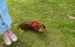 Miniature Dachshund dogs for sale: Beautiful Dachshund  - Image 6