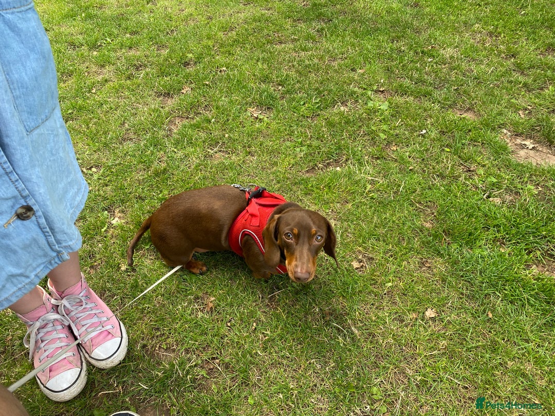 Miniature Dachshund dogs for sale: Beautiful Dachshund  - Image 6