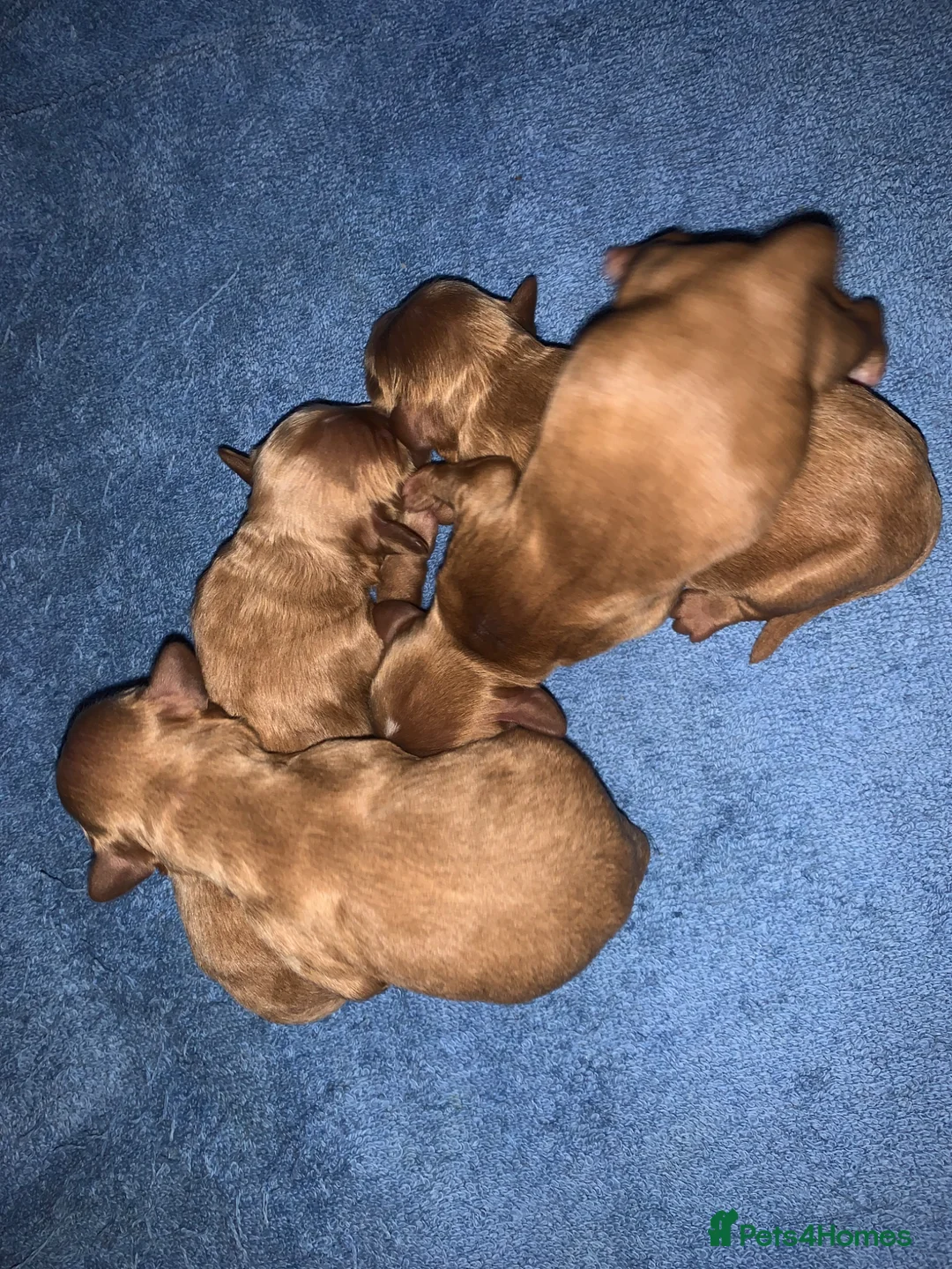 Cavapoo dogs for sale: Cavapoo  - Advert 5