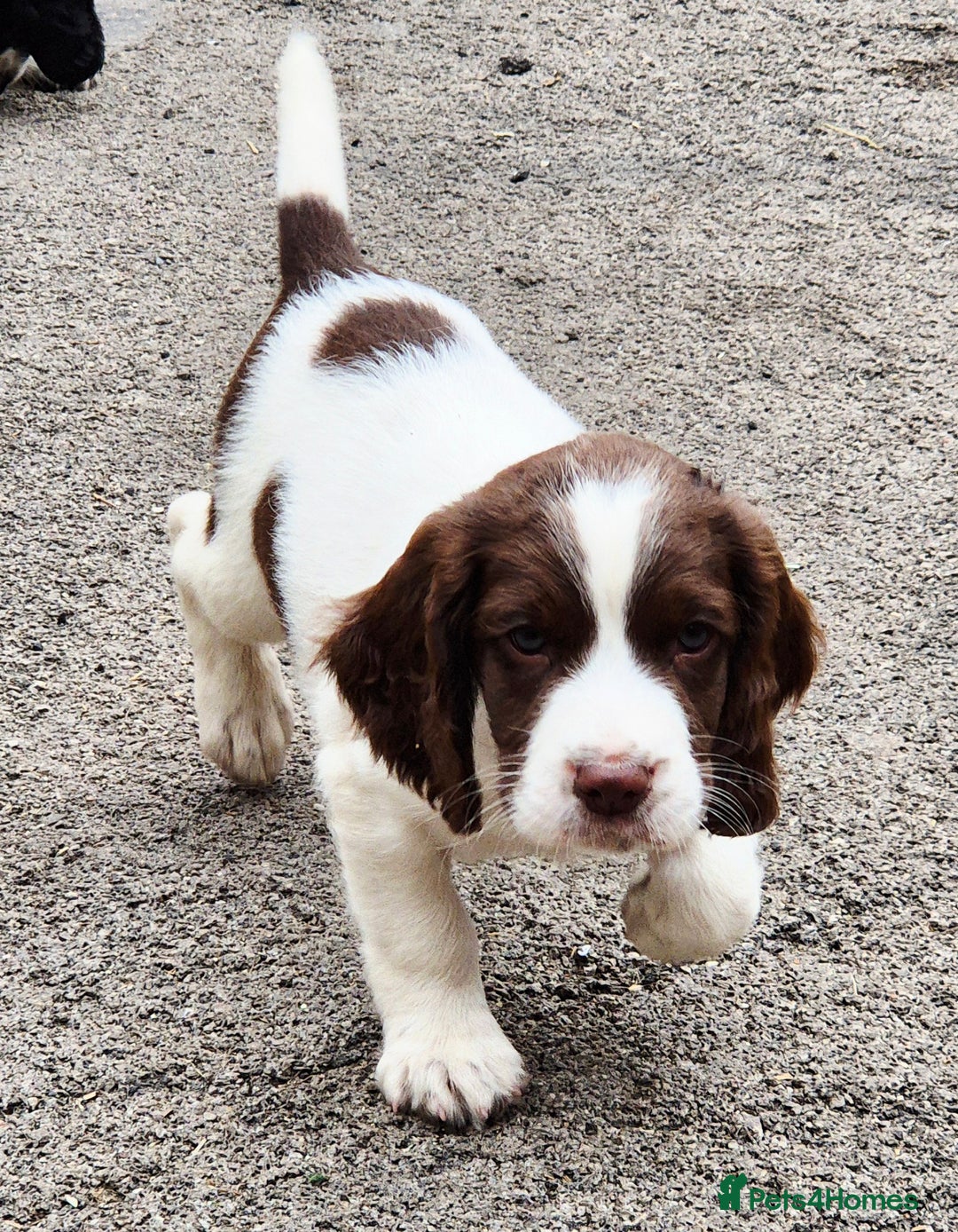 Sprocker dogs for sale: Sprocker F1  - Image 20