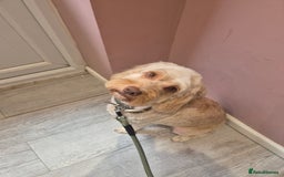 Cockapoo dogs for sale: Beautiful fb1 cockerpoos - Image 4