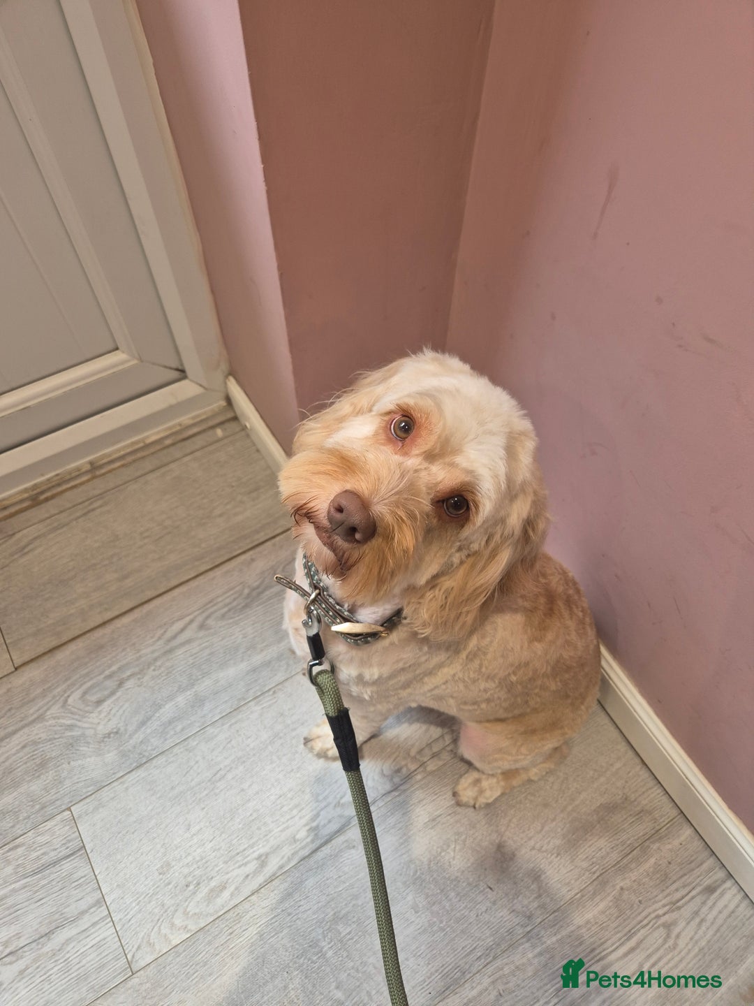 Cockapoo dogs for sale: Beautiful fb1 cockerpoos - Image 4