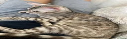 Bengal cats for sale: Bengal girls  - Advert 1