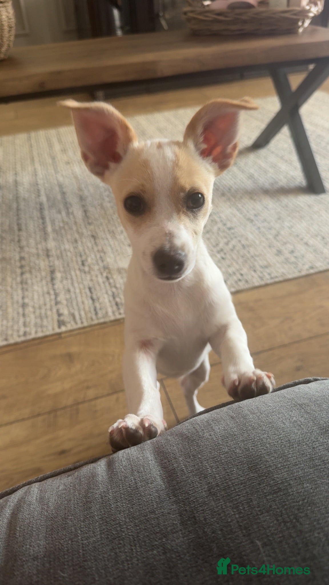 Jack Russell dogs Jack Russell  - Advert 1