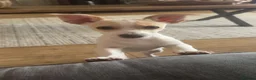 Jack Russell dogs for sale: Jack Russell  - Advert 1
